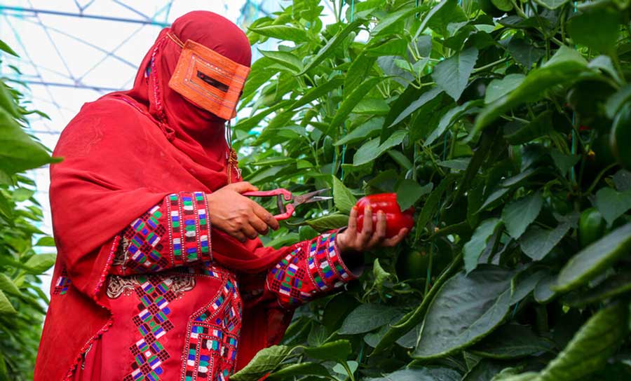 مجتمع گلخانه ای و شیلات گلستان مکران